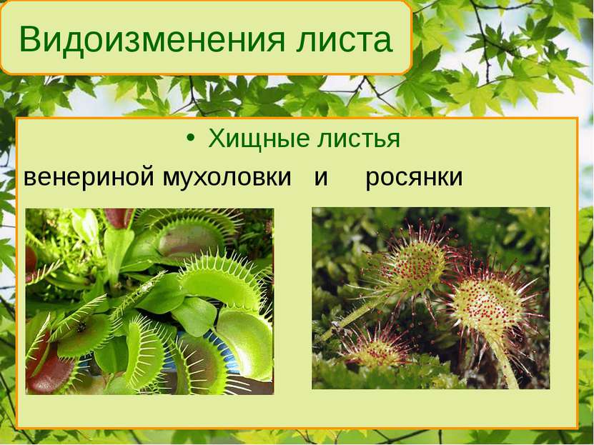 Хищные листья венериной мухоловки и росянки Видоизменения листа