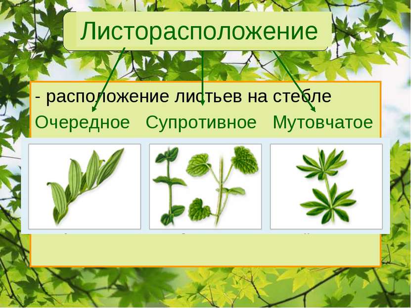 Листорасположение - расположение листьев на стебле Очередное Супротивное Муто...