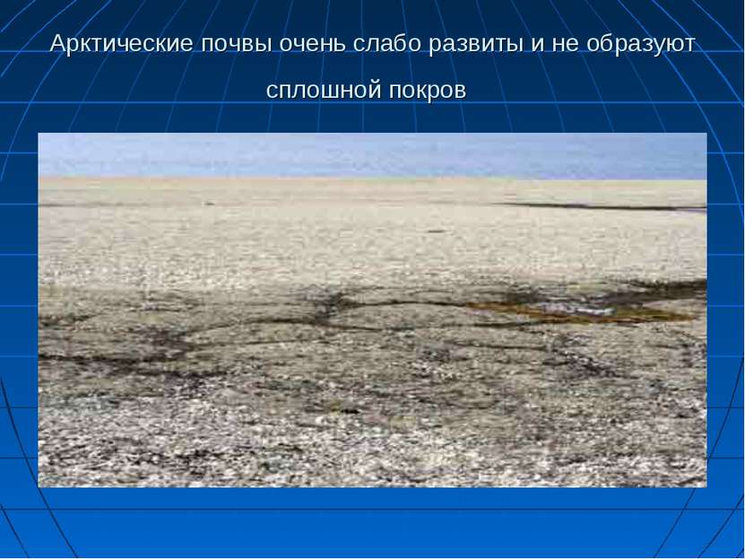Арктические почвы очень слабо развиты и не образуют сплошной покров