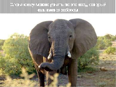 Слона сразу можно узнать по его носу, который называется хоботом.