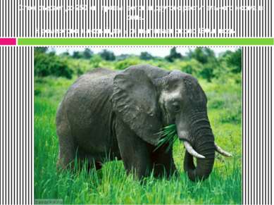 Слон съедает до 250 кг травы, веток и другого растительного корма в день. Кро...
