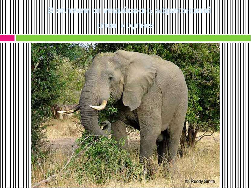 В отличии от индийского, африканский слон крупнее