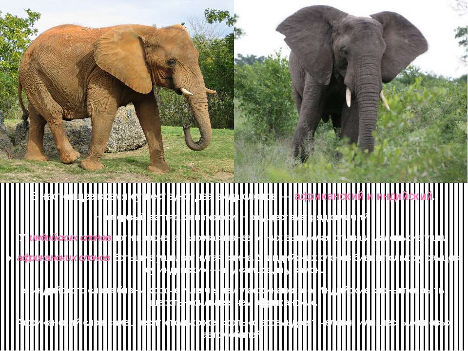 Африканские и индийские слоны 1 класс. Слоны африканские и индийские различие. Африканский и индийский слон. Индийские и африканские слоны разница. Слоны индийские и африканские сравнение.