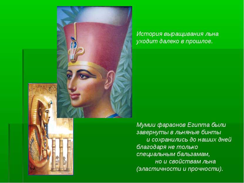 Мумии фараонов Египта были завернуты в льняные бинты и сохранились до наших д...