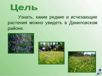 Узнать, какие редкие и исчезающие растения можно увидеть в Даниловском районе.