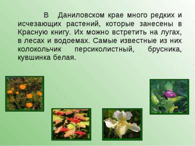 В Даниловском крае много редких и исчезающих растений, которые занесены в Кра...