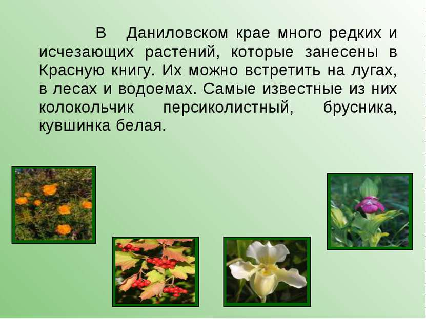В Даниловском крае много редких и исчезающих растений, которые занесены в Кра...