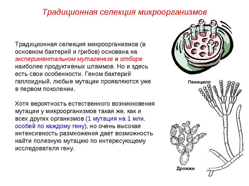 Традиционная селекция микроорганизмов (в основном бактерий и грибов) основана...