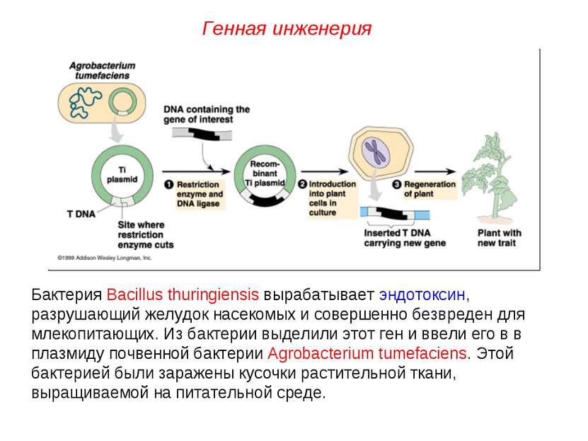 Бактерия Bacillus thuringiensis вырабатывает эндотоксин, разрушающий желудок ...