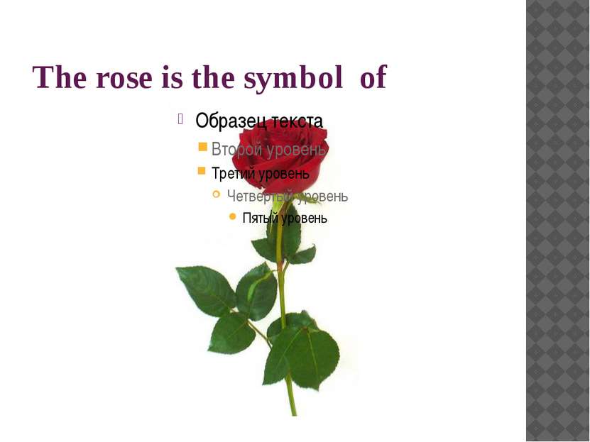 The rose is the symbol of