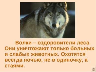 Волки – оздоровители леса. Они уничтожают только больных и слабых животных. О...