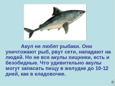 Акул не любят рыбаки. Они уничтожают рыб, рвут сети, нападают на людей. Но не...