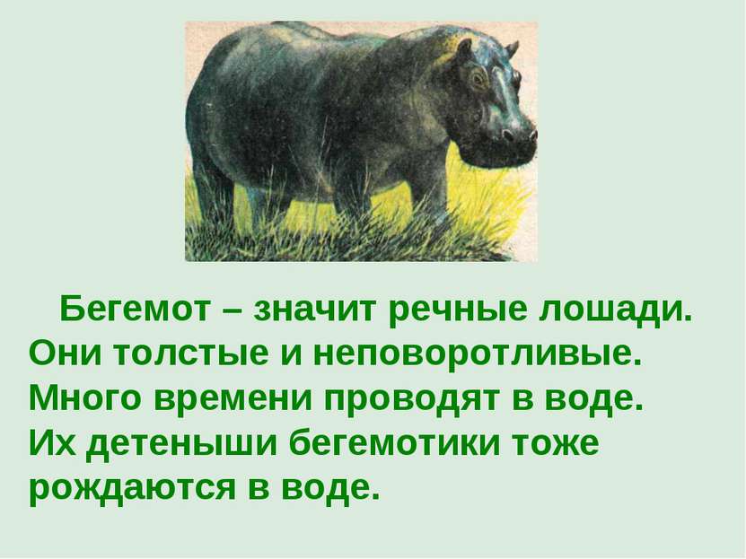 Бегемот – значит речные лошади. Они толстые и неповоротливые. Много времени п...