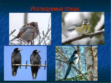 Исследуемые птицы: