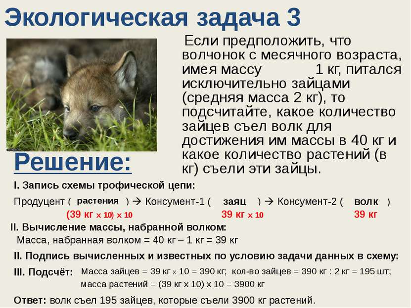 Экологическая задача 3 Если предположить, что волчонок с месячного возраста, ...