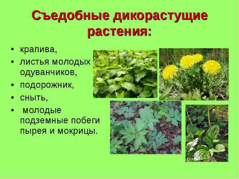 Съедобные дикорастущие растения: крапива, листья молодых одуванчиков, подорож...