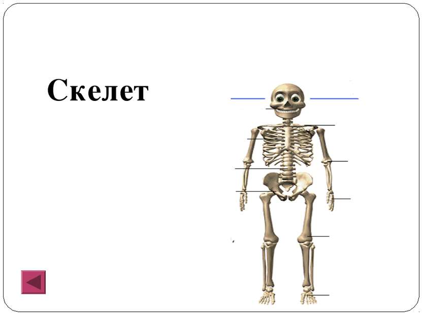 Скелет