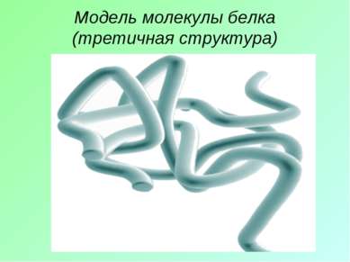 Модель молекулы белка (третичная структура)