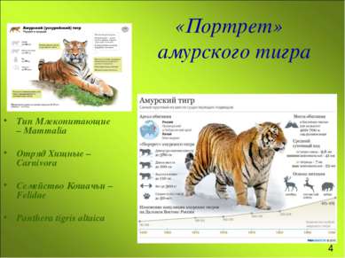 «Портрет» амурского тигра Тип Млекопитающие – Mammalia Отряд Хищные – Carnivo...