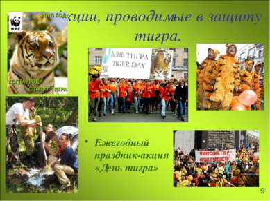 Акции, проводимые в защиту тигра. Ежегодный праздник-акция «День тигра» 9