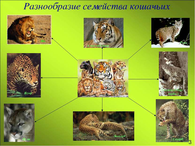 Разнообразие семейства кошачьих Амурский тигр Рысь Лев Ягуар Пума Снежный бар...