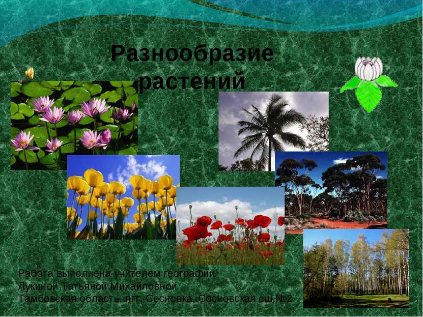 Разнообразие растений Работа выполнена учителем географии Лукиной Татьяной Ми...