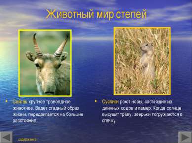 Животный мир степей Сайгак крупное травоядное животное. Ведет стадный образ ж...