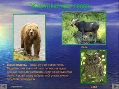 Животный мир лесов Бурый медведь – самый могучий хищник лесов. Медведи кроме ...