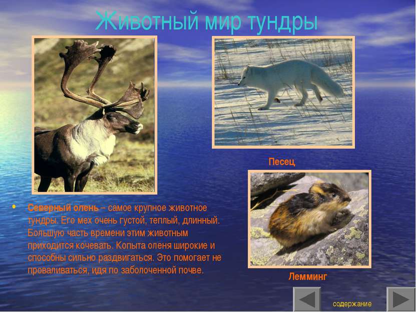 Животный мир тундры Северный олень – самое крупное животное тундры. Его мех о...
