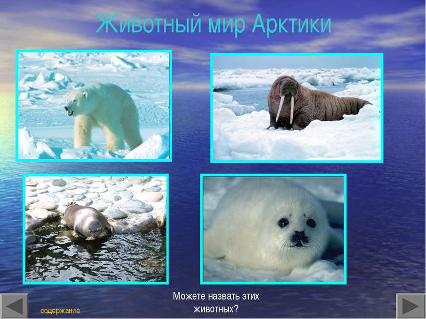 Животный мир Арктики содержание Можете назвать этих животных?