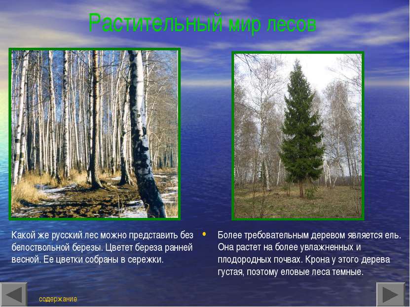 Растительный мир лесов Какой же русский лес можно представить без белоствольн...