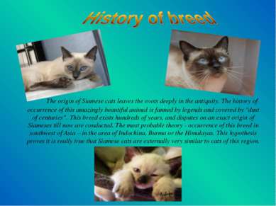 The origin of Siamese cats leaves the roots deeply in the antiquity. The hist...