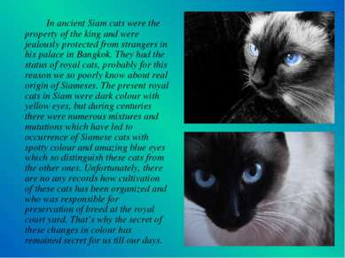In ancient Siam cats were the property of the king and were jealously protect...