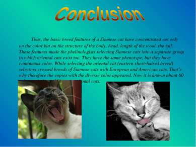 Thus, the basic breed features of a Siamese cat have concentrated not only on...