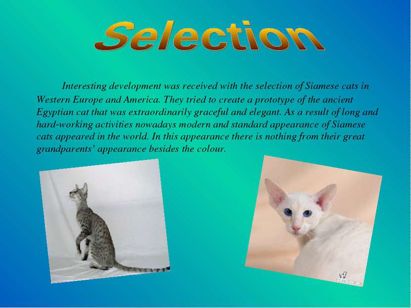 Interesting development was received with the selection of Siamese cats in We...