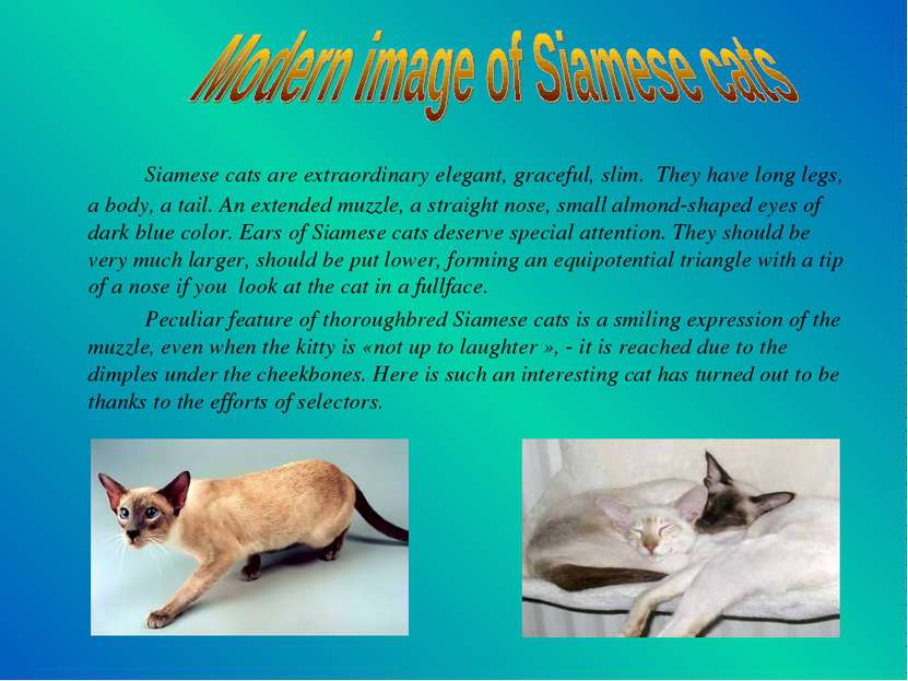 Siamese cats are extraordinary elegant, graceful, slim. They have long legs, ...