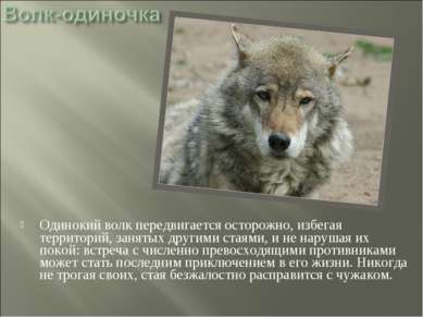 Одинокий волк передвигается осторожно, избегая территорий, занятых другими ст...