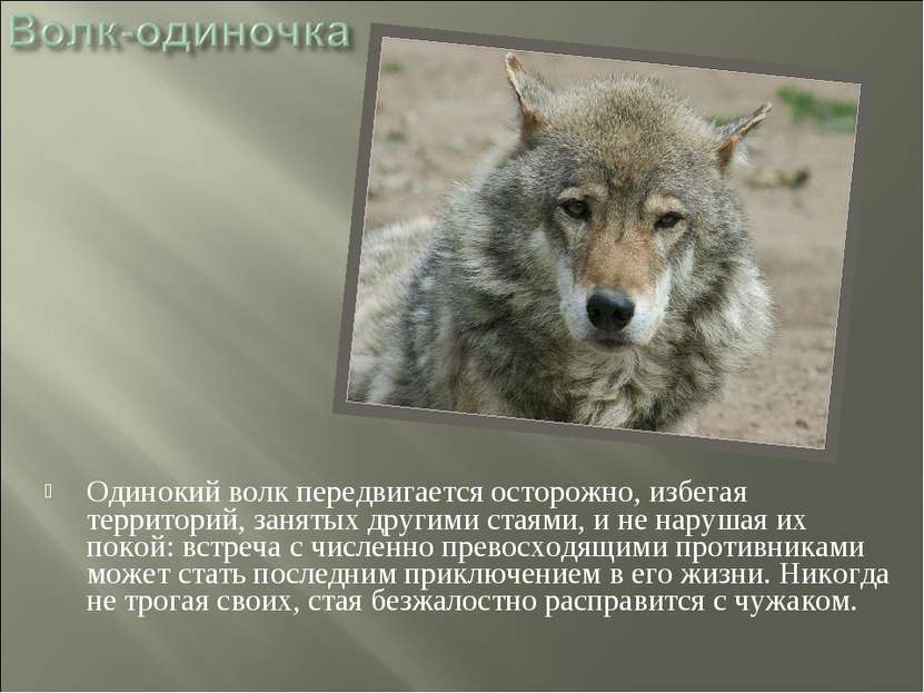 Одинокий волк передвигается осторожно, избегая территорий, занятых другими ст...