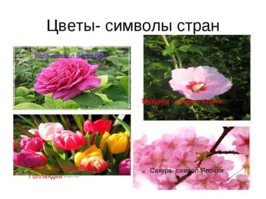 Цветы- символы стран Роза-символ Болгарии Сакура- символ Японии Тюльпан-симво...