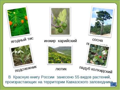 В Красную книгу России занесено 55 видов растений, произрастающих на территор...