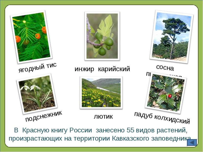 В Красную книгу России занесено 55 видов растений, произрастающих на территор...