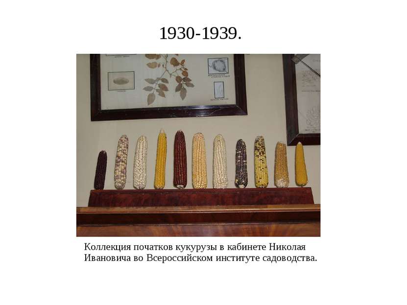 1930-1939. Коллекция початков кукурузы в кабинете Николая Ивановича во Всерос...