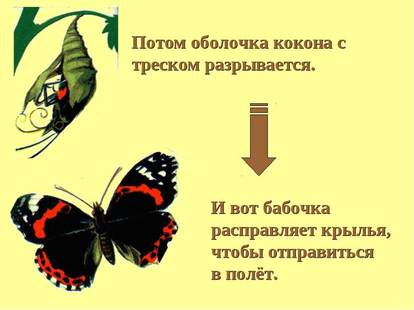 И вот бабочка расправляет крылья, чтобы отправиться в полёт. Потом оболочка к...
