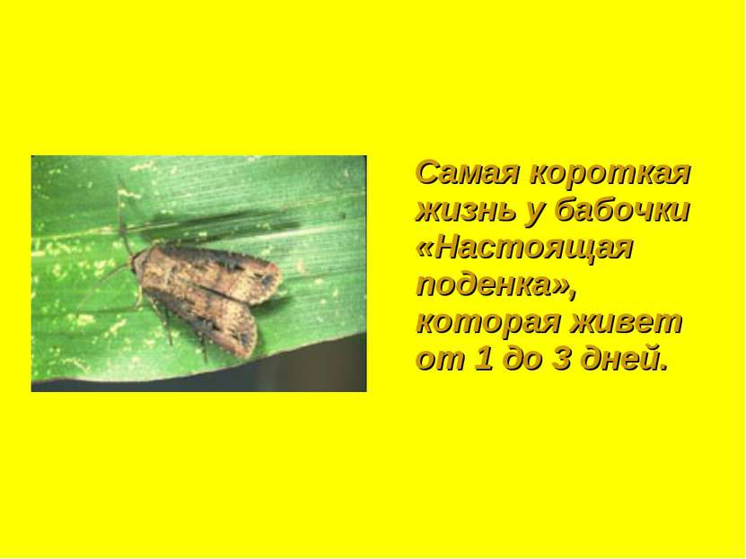 Самая короткая жизнь у бабочки «Настоящая поденка», которая живет от 1 до 3 д...