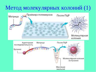 Метод молекулярных колоний (1)