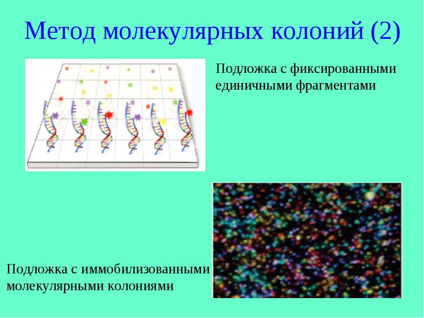 Метод молекулярных колоний (2) Подложка с фиксированными единичными фрагмента...