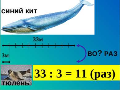 33м 3м тюлень синий кит ВО? РАЗ 33 : 3 = 11 (раз)
