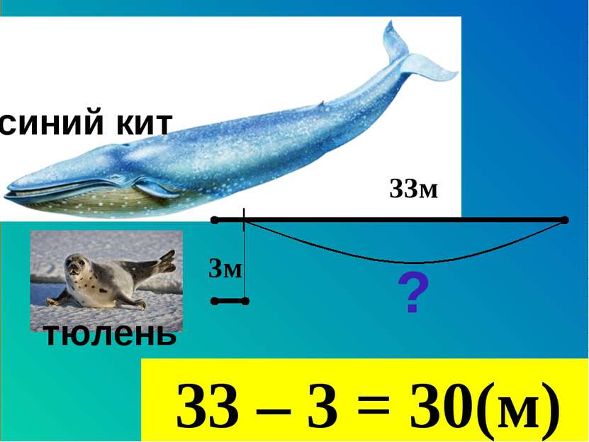 33м 3м тюлень синий кит ? 33 – 3 = 30(м)