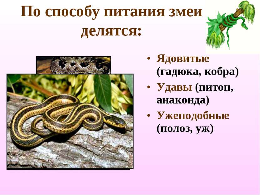 По способу питания змеи делятся: Ядовитые (гадюка, кобра) Удавы (питон, анако...