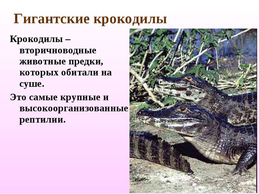 Гигантские крокодилы Крокодилы – вторичноводные животные предки, которых обит...